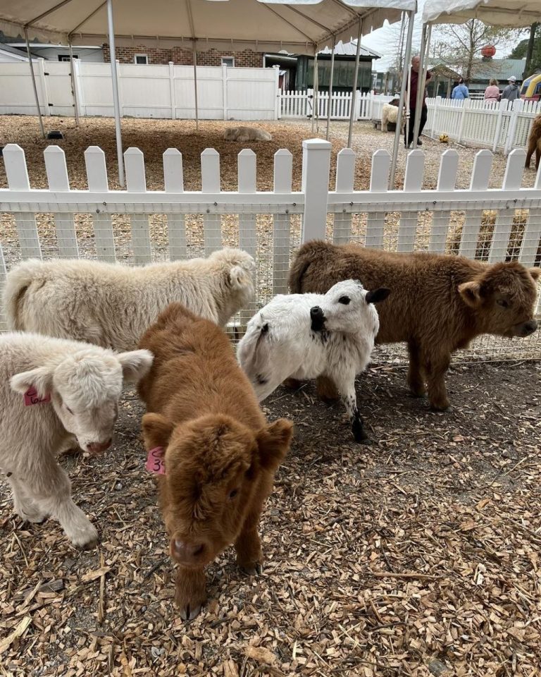 Highland Cow Adoption