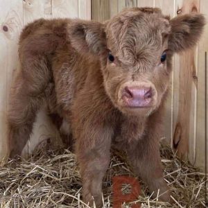 Highland Cow Breed