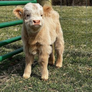 Highland Cow Farm