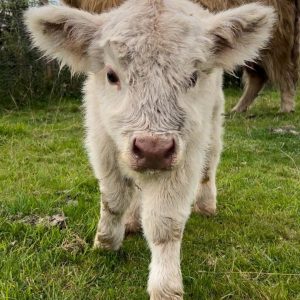 Highland Cows