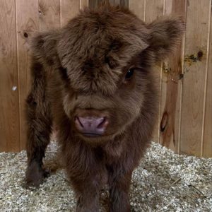 Highland Cows USA
