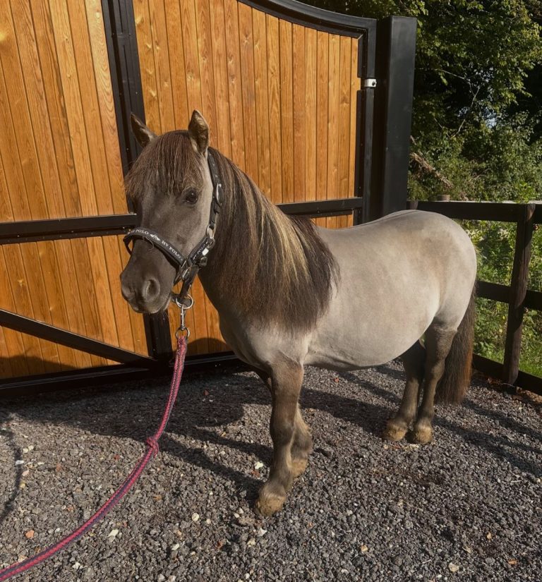Horse Rescue USA