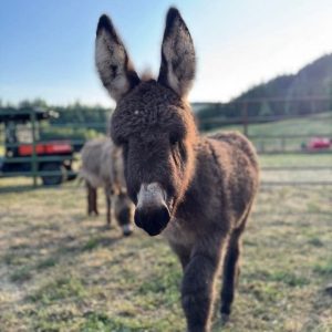 Mini Donkey Farm