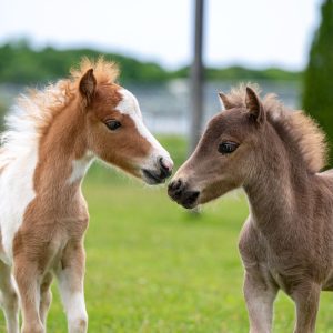 Mini Horse