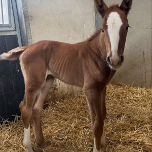 Mini Horse USA