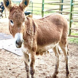 Miniature Donkey Adoption