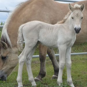 Miniature Horse