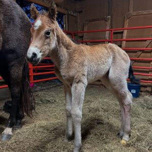 Miniature Horse Adoption