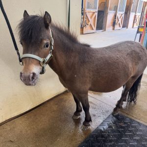Miniature Horse Breed