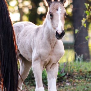 Miniature Horse Breeders