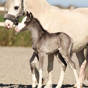 Miniature Horses