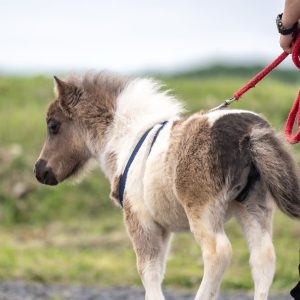 Miniature Horses USA