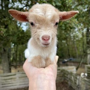Miniature Nigerian Dwarf Goats