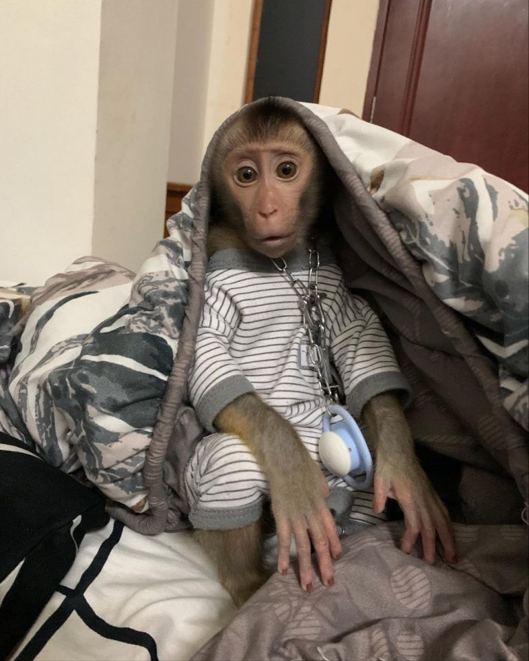 Monkey Rescue Center