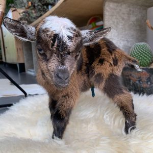 Nigerian Dwarf Goat