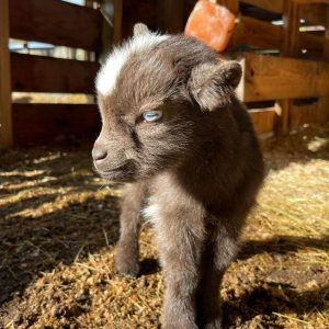 Nigerian Dwarf Goat Adoption