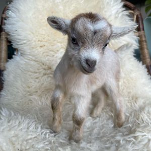 Nigerian Dwarf Goat Breed