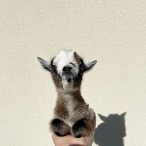 Nigerian Dwarf Goat Breeders