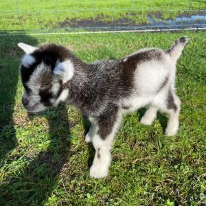 Nigerian Dwarf Goat Farm