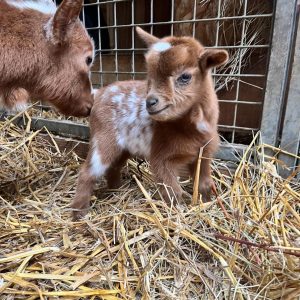 Nigerian Dwarf Goat Rescue