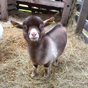 Nigerian Dwarf Goats