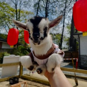 Nigerian Dwarf Goats Near Me