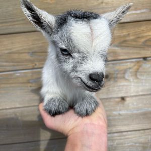 Nigerian Dwarf Goats USA