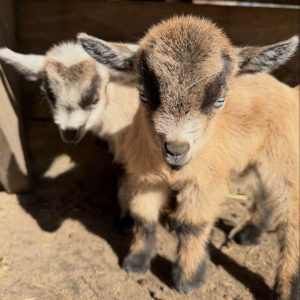 Nigerian Dwarf Goats for Adoption