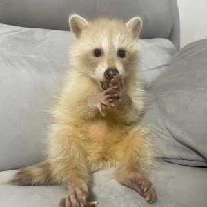 North American Raccoon