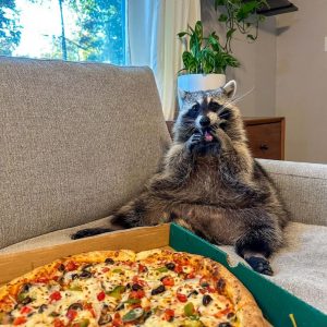 Pygmy Raccoon