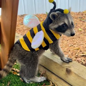 Raccoon