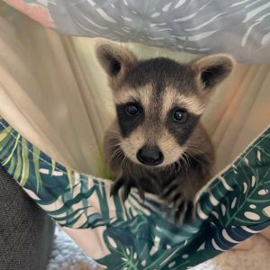 Raccoon Species