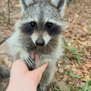 Raccoon Species USA