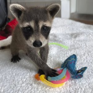 Raccoons