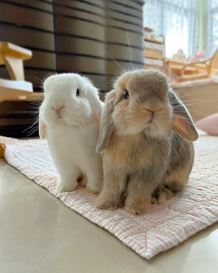 Rescue Rabbits
