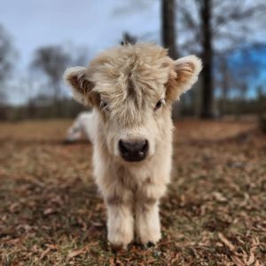 Scottish Highland Cattle