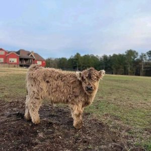 Scottish Highland Cow