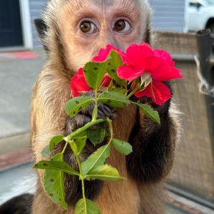 Small Capuchin Monkey