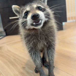 Types of Raccoons