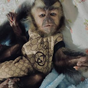 White Faced Capuchin Monkey