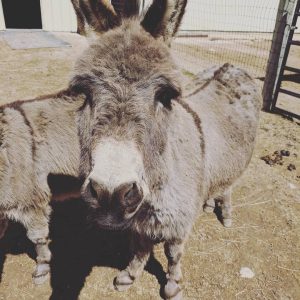 Miniature Donkey Farm
